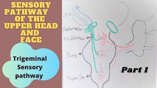 Sensory pathway part 1 Trigeminal pathway [upl. by Yema]