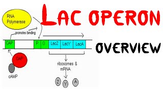 Lac operon concept class 12 [upl. by Cleopatre]