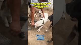 DOGO ARGENTINO ADIESTRAMIENTO EN MINESCUELA [upl. by Eiryk]