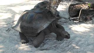 Entdecke die Riesen Schildkröte auf den Seychellen [upl. by Eladnar218]