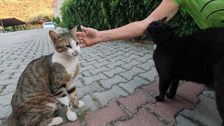 Three cute cats who want to be petted do not like each other [upl. by Behrens792]