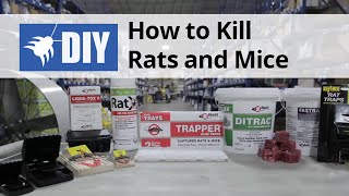 Rodent Control Overview  How to Kill Rats amp Mice [upl. by Anhaj]