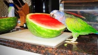 Funny Parrots 🐦 😂 Cute and Awesome Parrots Full Funny Pets [upl. by Fancy281]