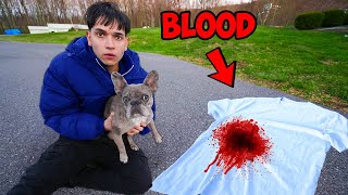 My Dog Found Blood… [upl. by Samson433]