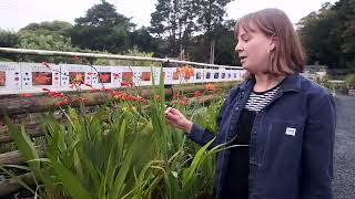 Crocosmia an easy herbaceous plant [upl. by Langan]