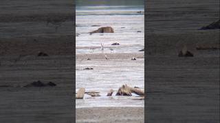 Stilt Sandpipers [upl. by Nickey]