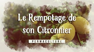 Le Rempotage de mon Citronnier [upl. by Catlin]