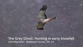 Male Northing Harrier aka quotGrey Ghostquot Hunting in Early Snowfall [upl. by Annoerb]