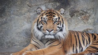 Sumatran Tiger Male Jae Jae  Tierpark Berlin 2024 [upl. by Lisan]