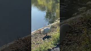 ❤️ Cute White Pekin Duck On The Run duck birds cuteanimals [upl. by Alit]