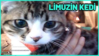 LİMUZİN KEDİ AMA YILBAŞI  KAANFLIX Bonibon [upl. by Stoat19]