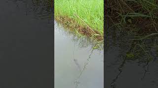 Traditional Fishing Trap।।fishing [upl. by Rather]