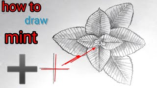 How to draw mint leaf easy medicinal 🌱plant drawingherb plantsimple leaffoliagemintplantherb [upl. by Eimat]