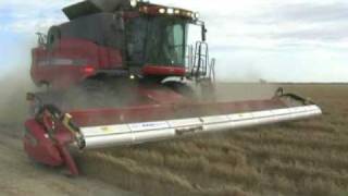 Chickpea Harvesting Australia [upl. by Gunn]