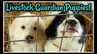 🧡 Great Pyrenees Pups to Future Protectors [upl. by Atkins]