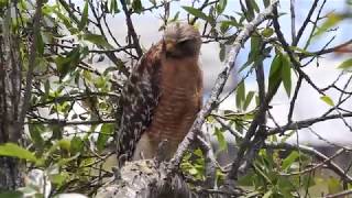 Redshouldered Hawk Hunting [upl. by Saum117]