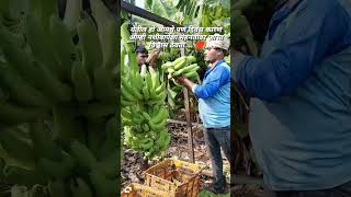 shreenagar banana box loading 🍌savda fruitcultivation jalgaon trending food [upl. by Ardekal443]