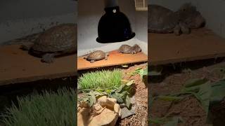 New winter home for my turtles Rhinoclemmys woody and pecker turtle queaquatics woodturtle [upl. by Gilbye483]