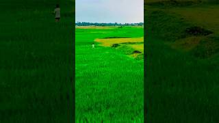 Village in Jharkhand 💚 indian village villagelife jharkhand trending viral music shorts [upl. by Ennyl]