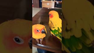 Sun Conure Listening Closely to Mummy 🦜👂 shorts SunConures [upl. by Jori]