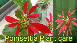 poinsettia plant care Christmas plant care tips [upl. by Elletnuahc802]