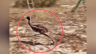 Did You Know Emus Can Run This Fast Funny Emu Running At Super Speed Fast Birds On Land [upl. by Cly]