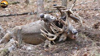 Deer Fight to Death and Stuck Look What Happen Next  Nature Documentary  Latest Wild [upl. by Kcerb788]