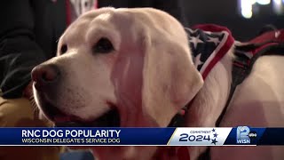 Wisconsin delegates service dog a fan favorite at RNC [upl. by Fitzhugh]