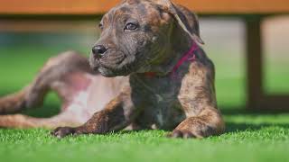 Brindle Boerboel Puppies Available [upl. by Maryann565]