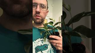 I bought an Epipremnum Pinnatum Variegata Albo rareplants houseplants [upl. by Smeaj]