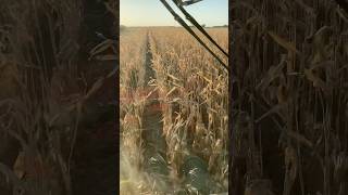 HARVESTING IRRIGATED CORN shorts harvest24 johndeere corn farming farm [upl. by Ralph]