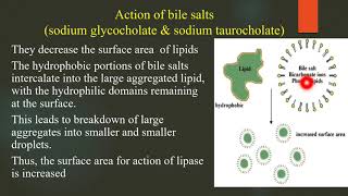 11 05 2020 Biochemistry Digestion and absorption of lipids 2nd BSc MLT 3rd BScMLT [upl. by Heise]