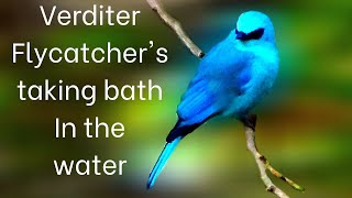 Verditer Flycatcher taking bath in the water [upl. by Ethbin92]