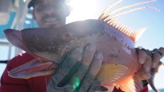 Hogfish Dogfish Tampa Bay piggys saltwater fishing [upl. by Clim903]