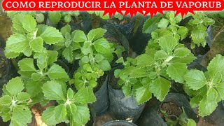 cómo reproducir o propagar plantas de Vaporub por esquejes 🌱🤧 [upl. by Onaimad]