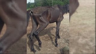 Burke County Horse Neglect Concerns [upl. by Nytsuj]