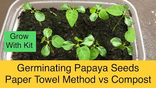 Papaya Seed Germination  Paper Towel Method vs Compost [upl. by Nadaha567]