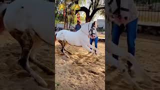 Stalion Ablak music song love newsong horeyesgaming horse kathiyavwadhorse horselover kathi [upl. by Paehpos79]