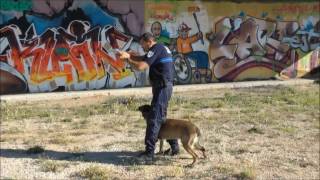 Obeissance dun chien de Police [upl. by Dunstan]