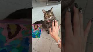 Painting with Henny 🫶🏽 pt 1 art cat artists arts artist cats catpainting henny catvideo [upl. by Kenward]