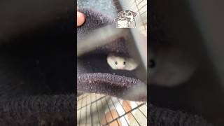 Sugar Glider Ka Chota Bacha Aa gaya♥️😍🦨🫣🧿 comment pets likeforlikes viralvideo minivlog [upl. by Anhoj277]