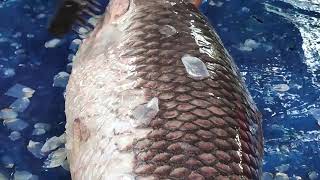 Ruhu Fish Cutting Skills In Bangladesh Fish Market  Fish Cutting Skills 2024 [upl. by Aiuhsoj]