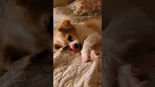 Cutest Dog Ever dog cute animals pets [upl. by Eshman]