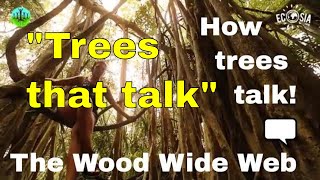 The WOOD WIDE WEB  how trees talk to each other Suzanne Simard forest trees documentary [upl. by Cleodel]