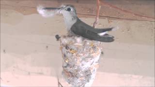 Hummingbird Building Nest Hummer Helper Nesting Material SE7021 [upl. by Eisej]