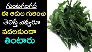 Eclipta alba  గుంటగలగర  Bhringaraj  Gunta galagara aaku Uses in telugu  Gunta gararaku [upl. by Karp]