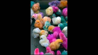 cute colourful chicks chicks colorfulchicks colorfullchicks cuteanimals birds shorts [upl. by Nalyd]