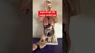 Large Intestine Parts amp Location  इन्सान की बड़ी आँत  Digestive System viral shorts [upl. by Jurgen]