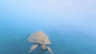 A sea turtle Post Office Bay Floreana Island Galapagos [upl. by Akenihs]