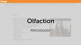 Olfaction  Psychology  Chegg Tutors [upl. by Etan]